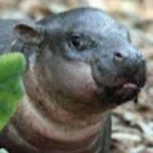 Meet your Posher, Nell